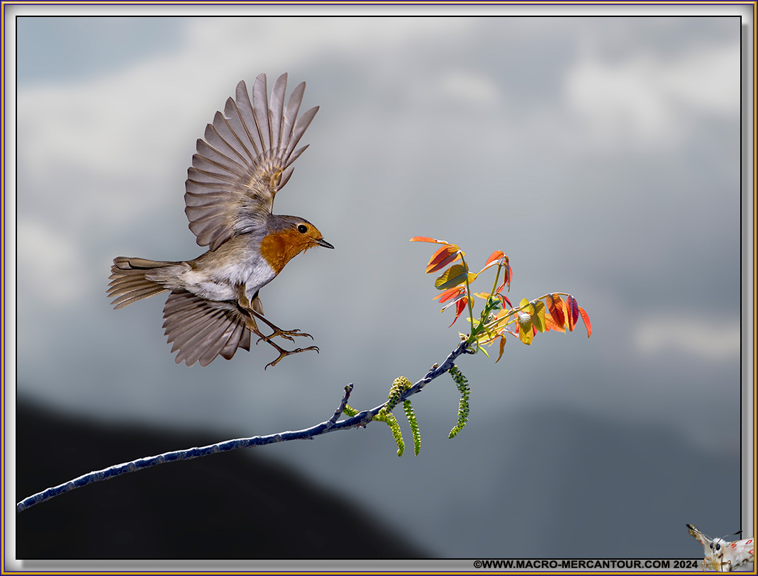Rouge-Gorge